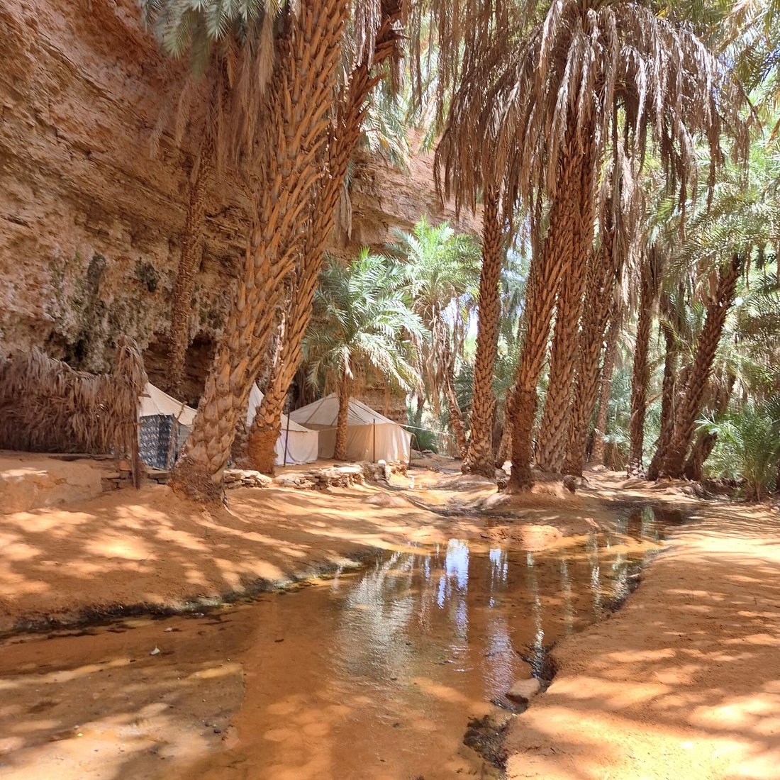 Terjit Oasis springs